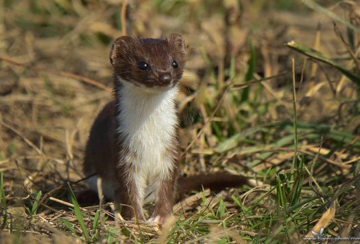 Nevăstuica (Mustela nivalis)
