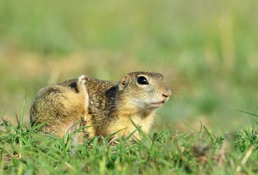 Popandaul (Spermophilus citellus)