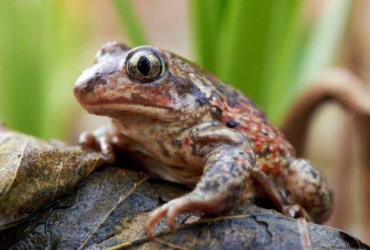 Broasca de pământ brună (Pelobates fuscus)