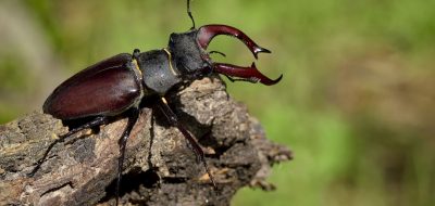 Radasca (Lucanus cervus)