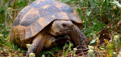 Ţestoasa Dobrogeană - Testudo Graeca