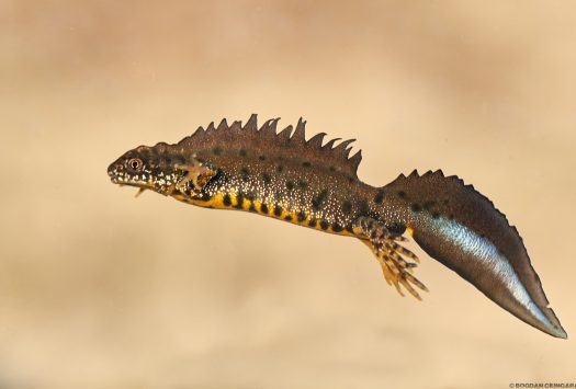 Tritonul cu creastă ( Triturus cristatus)